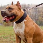 Extra Wide Leather Amstaff Collar for Daily Use