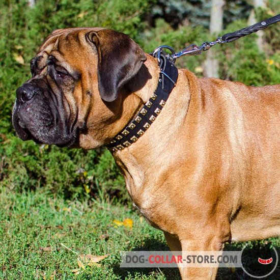 Premium Quality Leather Bullmastiff Collar with Brass Studs