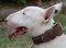 Handmade Braided Leather Bull Terrier Collar