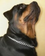 Steel Chrome Plated Rottweiler Choke Collar for Training