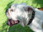 Black Leather English Bulldog Collar With Doted Circles