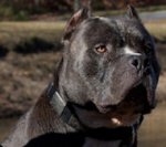 Handcrafted Leather Pitbull Collar With Vintage Massive Plates