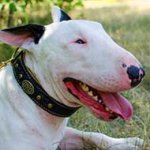Royal Nappa Padded Leather Bull Terrier Collar