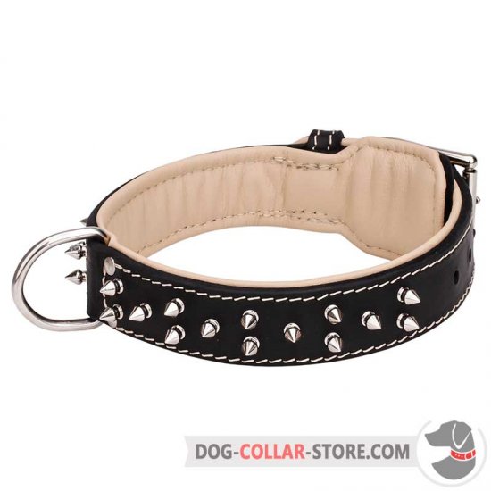 Nappa Padded Leather Dog Collar with Nickel Plated Spikes