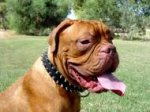 Black Leather Dogue de Bordeaux Collar with 2 Rows of Spikes