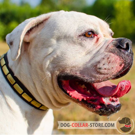 Designer Leather American Bulldog Collar with Brass Plates