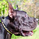 Elegant Leather Great Dane Collar with Small Brass Plates