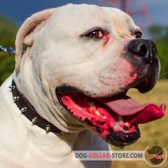 Leather American Bulldog Collar with Nickel Plated Spikes