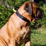 Multifunctional Nylon Bullmastiff Collar with Comfortable Handle
