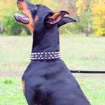 Spiked Design Leather Doberman Collar