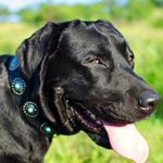 Durable Leather Labrador Collar Decorated with Circles and Blue Stones