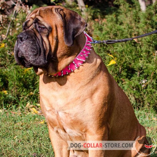 pink spike collar