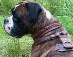 Handcrafted Leather Boxer Collar with Braiding