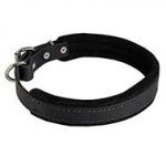 Felt Padded Leather Dog Collar for Training