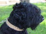 Tan Leather Russian Terrier Collar Decorated with Spikes