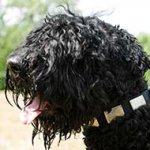 Nylon Black Russian Terrier Collar With Vintage Massive Plates
