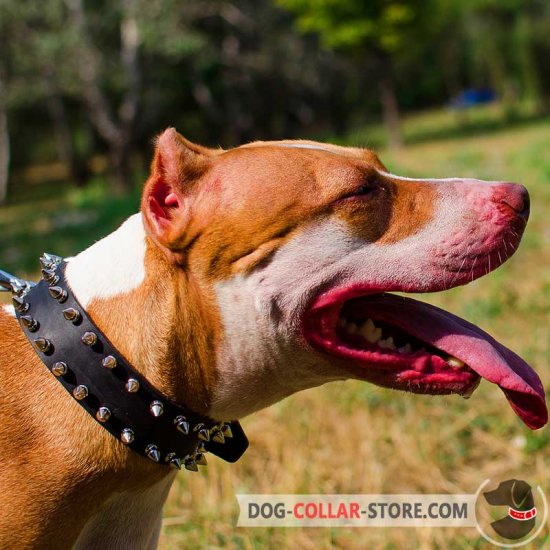 Decorated Leather Pitbull Collar with Nickel Spikes