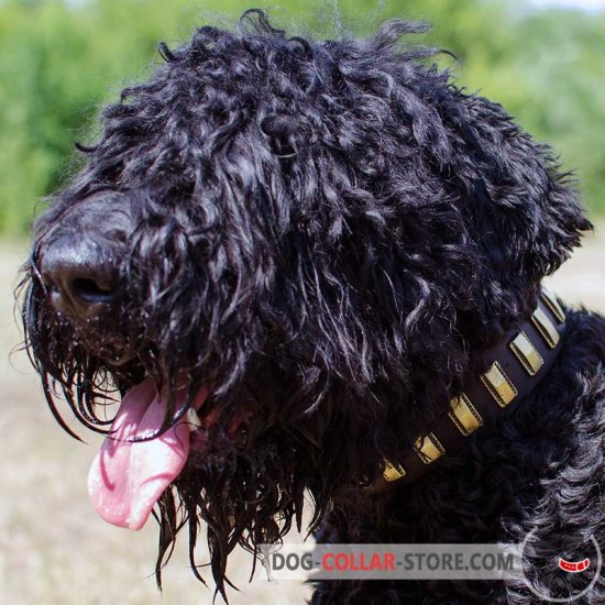 Sophisticated Leather Black Russian Terrier Collar with Brass Plates