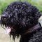 Leather Black Russian Terrier Collar with Barbed Wire Painting