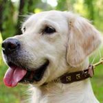 Super Slim Leather Golden Retriever Collar Decorated With Brass Studs