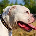 Fashion Leather American Bulldog Collar with Doted Circles