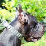 Leather Great Dane Collar with 3 Rows of Nickel Plated Studs
