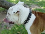 Black Leather English Bulldog Collar with 2 Rows of Spikes