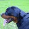 Any Weather Nylon Rottweiler Collar with Nickel Hardware