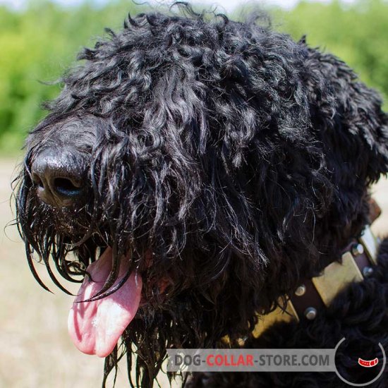Decorated Leather Black Russian Terrier Collar for Daily Use
