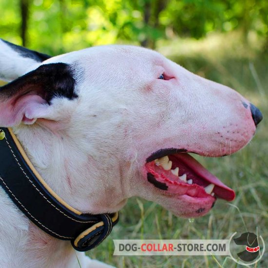 Gorgeous Nappa Padded Leather Bull Terrier Collar