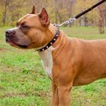 Leather Amstaff Collar Decorated with 1 Row of Nickel Spikes