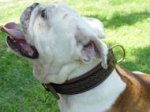 Handcrafted Leather English Bulldog Collar