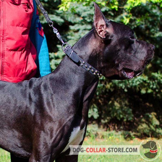 Decorated Leather Great Dane Collar with Nickel Plated Studs