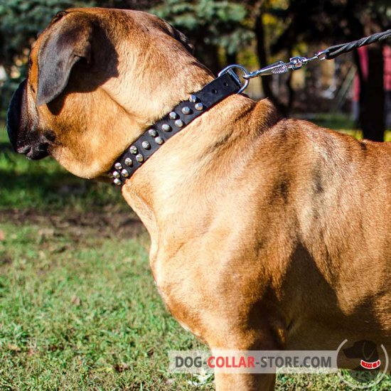 Studded Leather Bullmastiff Collar For Everyday Usage