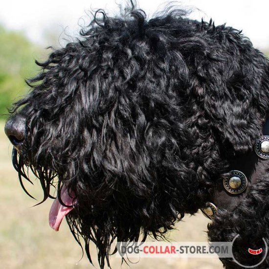 Stylish Leather Black Russian Terrier Collar with Silver Conchos
