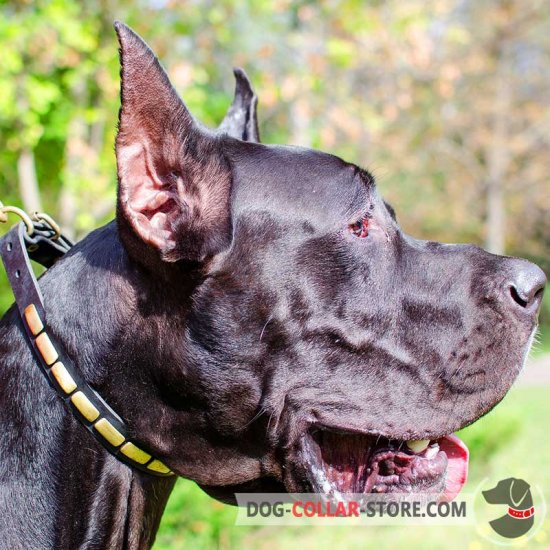 Elegant Leather Great Dane Collar with Small Brass Plates