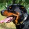 Designer Leather Rottweiler Collar with Large Nickel Plates