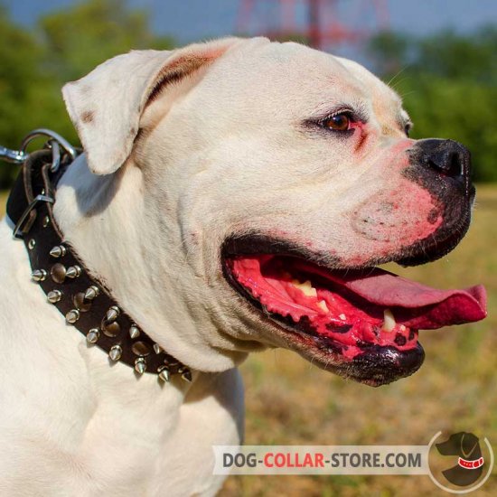 Fancy Leather American Bulldog Collar Adorned with Spikes and Studs