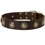 Stylish Leather Dog Collar with Silver Conchos