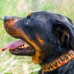Designer Leather Rottweiler Collar with Hand Painted Flames