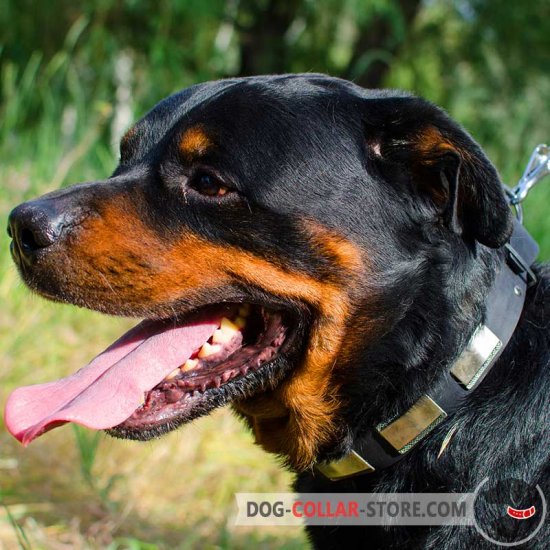 Designer Leather Rottweiler Collar with Large Nickel Plates