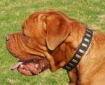 Black Leather Dogue de Bordeaux Collar Decorated with Small Brass Plates
