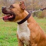 Multifunctional Leather Amstaff Collar for Daily Use