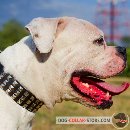 Wide Leather American Bulldog Collar Decorated with Studs