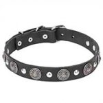 "Shiny Charm" 1 1/5 inch (30 mm) wide Dog Collar with Chrome Conchos and Half-Ball Studs