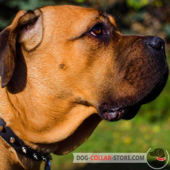 Designer Leather Cane Corso Collar with 1 Row of Spikes for Walking