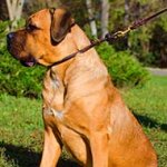 Rolled Silent Training Leather Cane Corso Choke Collar