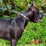 Leather Great Dane Collar Decorated with Vintage Oval Plates