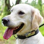 Everyday Nylon Golden Retriever Collar with Identification Tag