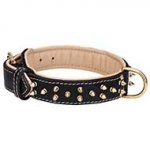 Nappa Padded Leather Dog Collar with Brass Spikes